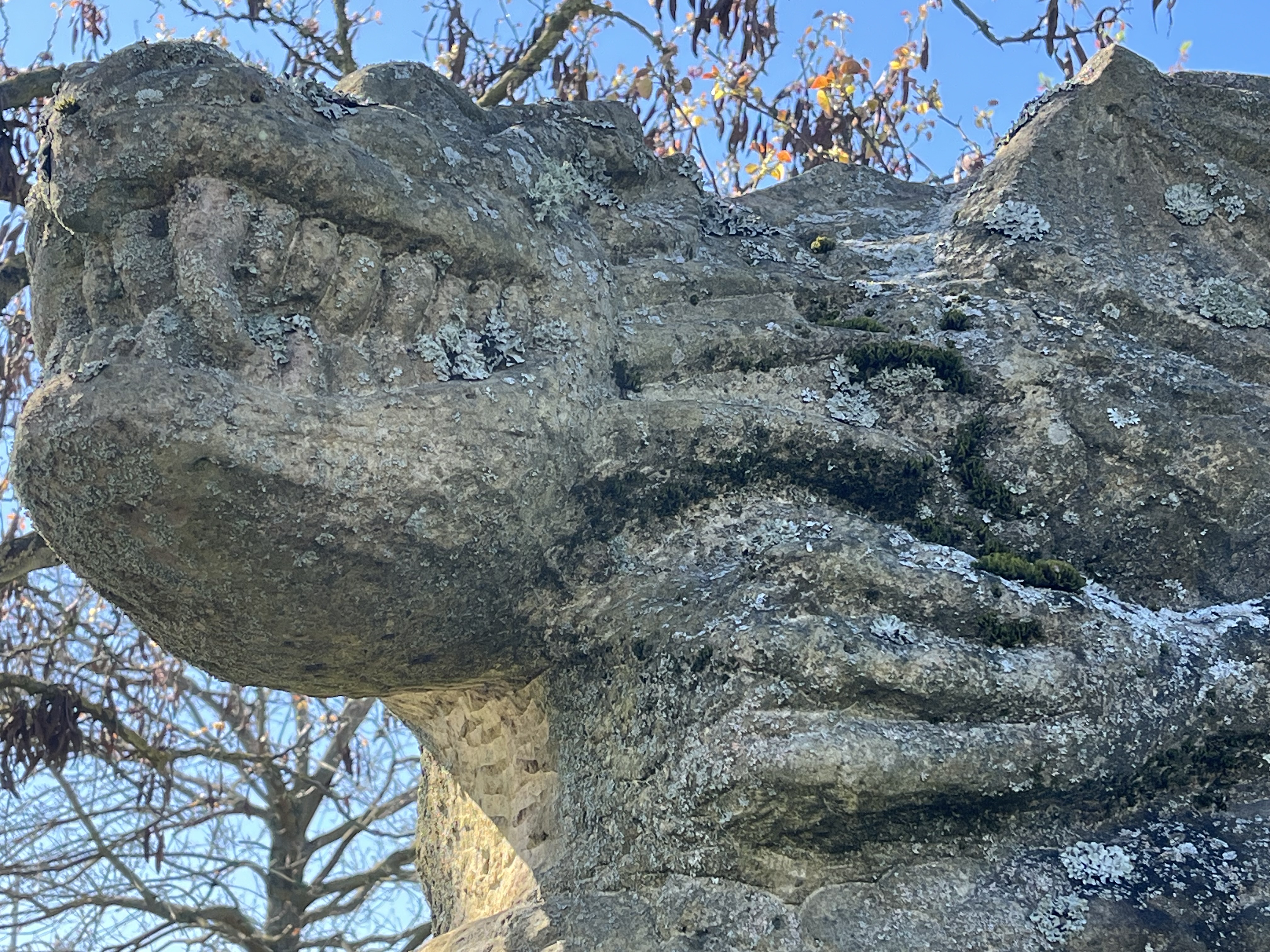 Forster Winzerverein